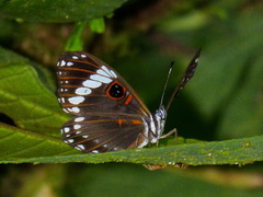 Teratophthalma bacche