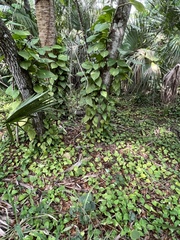 Epipremnum aureum