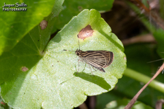 Callimormus radiola radiola