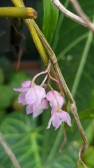 Dendrobium linguella
