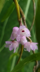 Dendrobium linguella