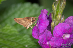 Vehilius stictomenes