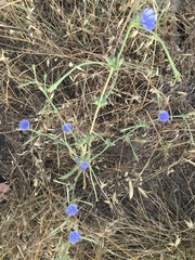 Cichorium pumilum