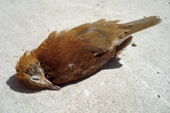 Hylocichla mustelina