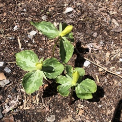 Trillium luteum