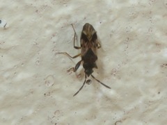 Scolopostethus decoratus