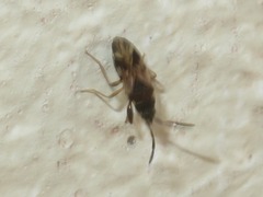 Scolopostethus decoratus