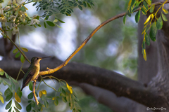 Archilochus colubris