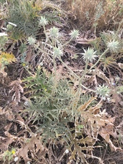 Onopordum cynarocephalum