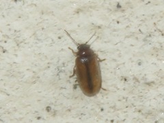 Contacyphon laevipennis