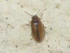 Contacyphon laevipennis
