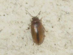 Contacyphon laevipennis