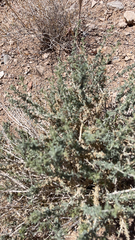 Krascheninnikovia lanata