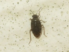 Saldula saltatoria