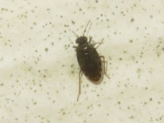 Saldula saltatoria