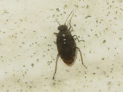 Saldula saltatoria