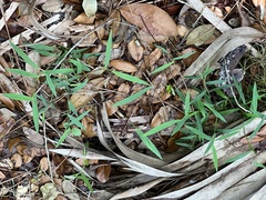 Vicia acutifolia