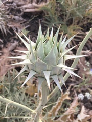 Onopordum cynarocephalum