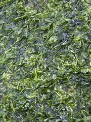 Prasiola meridionalis