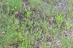 Lysimachia linum-stellatum