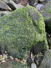 Prasiola meridionalis