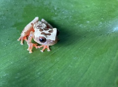 Dendropsophus reticulatus