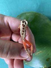 Dendropsophus reticulatus