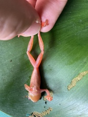 Dendropsophus reticulatus