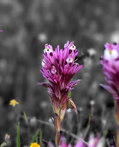 Dense-flower Indian Paintbrush
