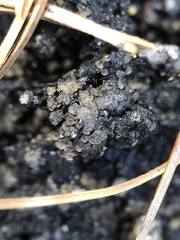 Endocarpon pallidulum