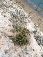 Cinclidotus fontinaloides