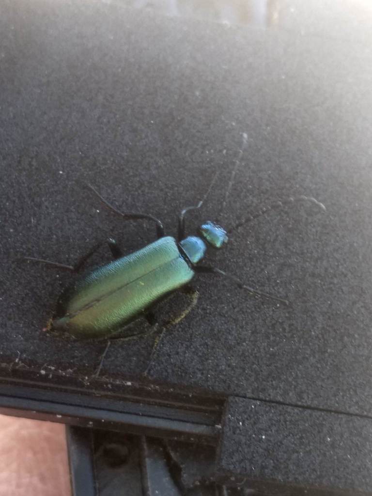 Green Blister Beetle