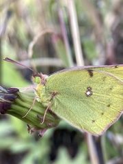 Colias poliographus