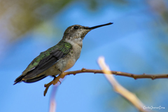 Archilochus colubris