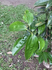 Cinnamomum kotoense