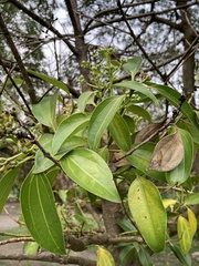 Cinnamomum kotoense