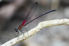 Hetaerina fuscoguttata