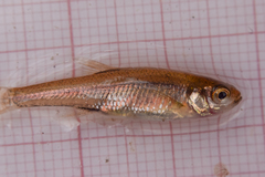 Squalius alburnoides