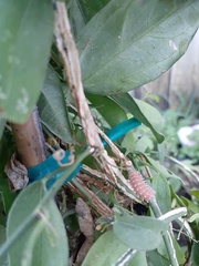 Disonycha quinquelineata