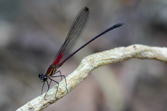 Hetaerina fuscoguttata