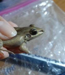 Leptodactylus fuscus