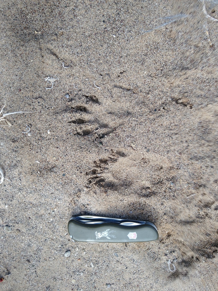 Common Raccoon from Mulegé, Baja California Sur, Mexico on March 22 ...