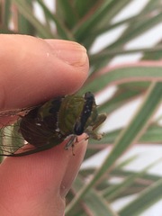 Diceroprocta oleacea