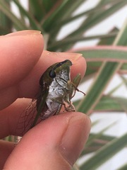 Diceroprocta oleacea