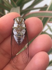 Diceroprocta oleacea