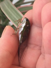 Diceroprocta oleacea