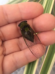 Diceroprocta oleacea