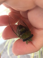 Diceroprocta oleacea