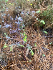 Euphorbia transtagana