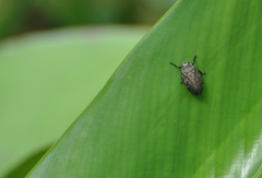 Zulia pubescens